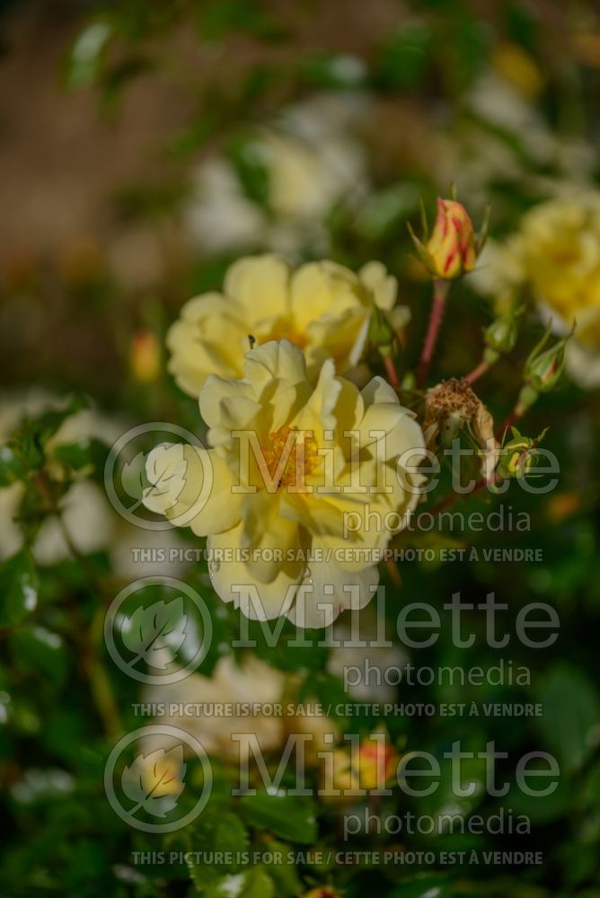 Rosa Flower Carpet Sunshine (Ground cover rose) 1 