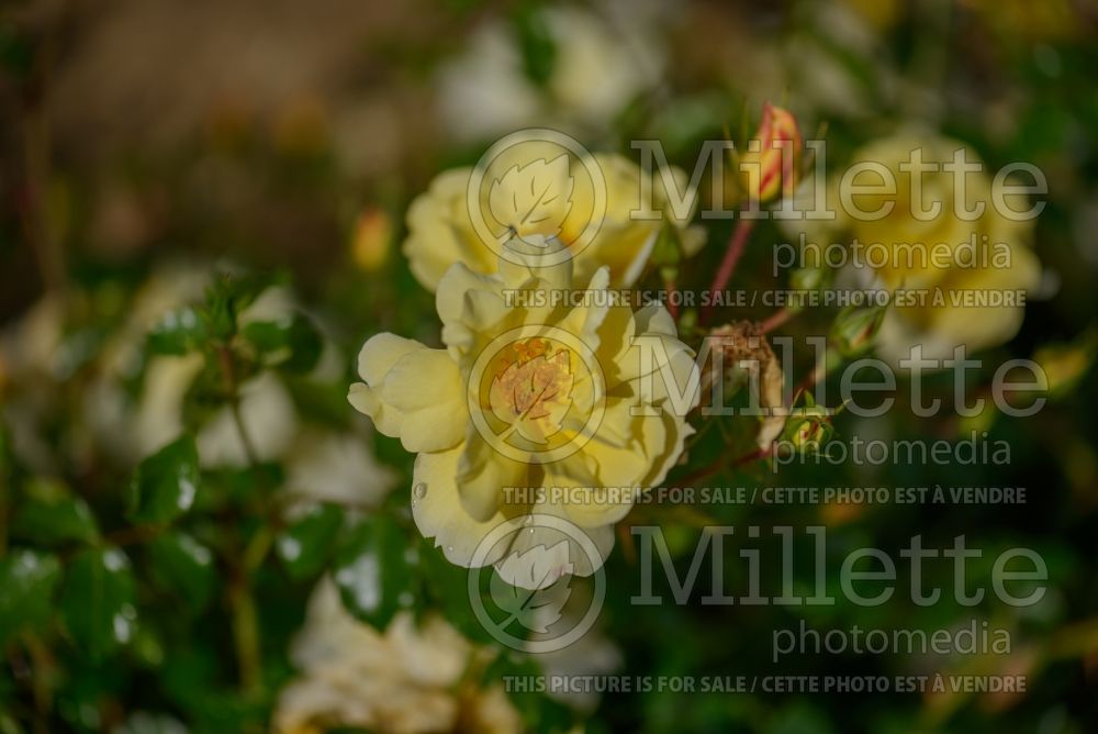 Rosa Flower Carpet Sunshine (Ground cover rose) 2 