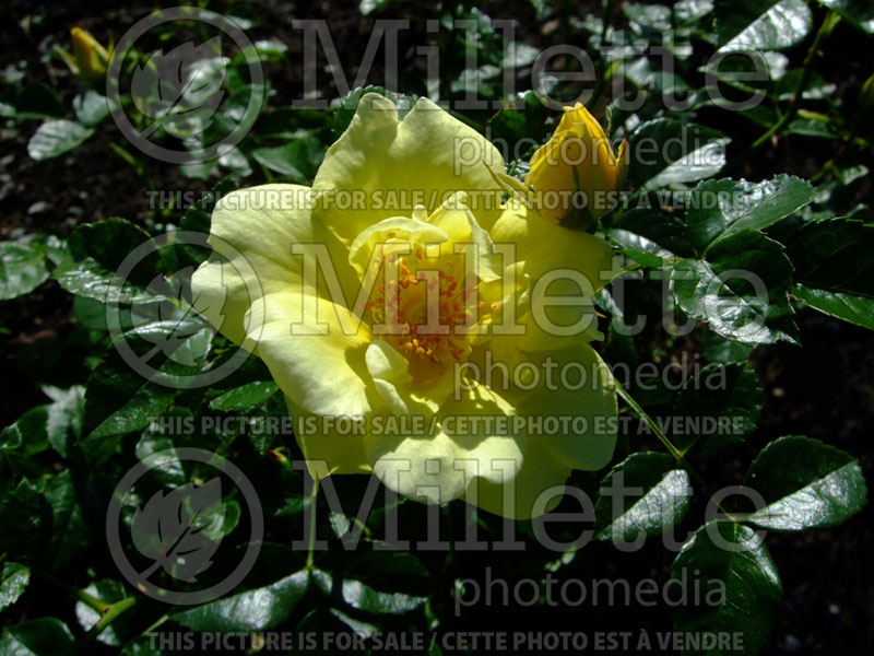 Rosa Flower Carpet Yellow (Ground cover Rose) 1