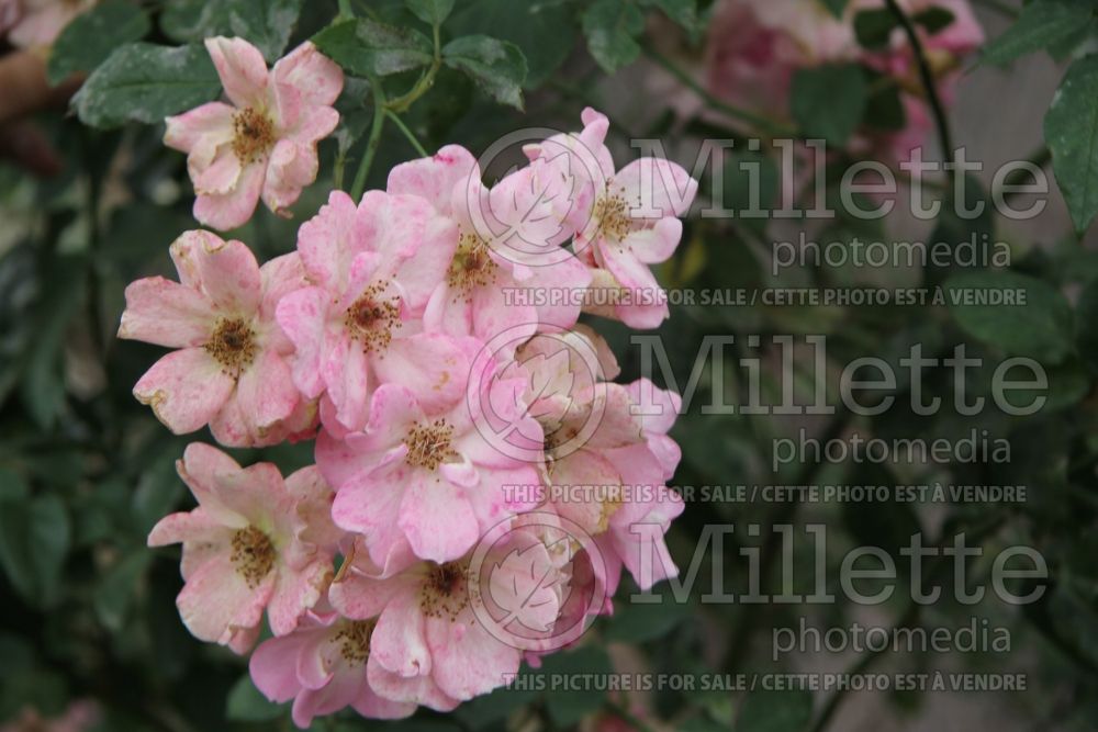 Rosa Flower Girl (shrub Rose) 2