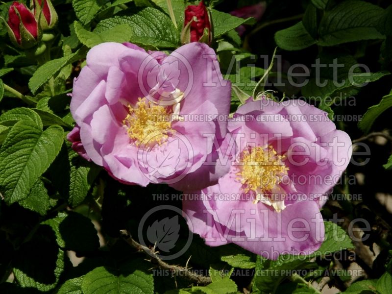 Rosa Foxi Pavement (Shrub Rose) 2