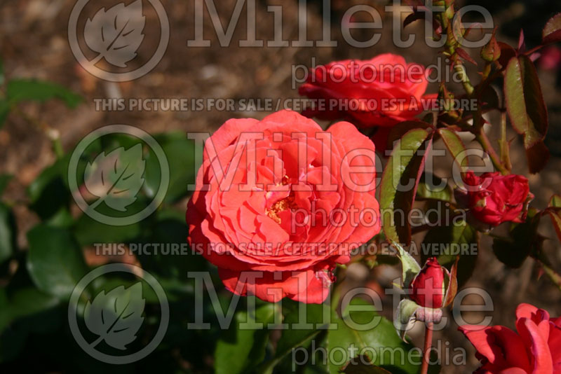 Rosa Fragrant Cloud (Hybrid Tea Rose) 4