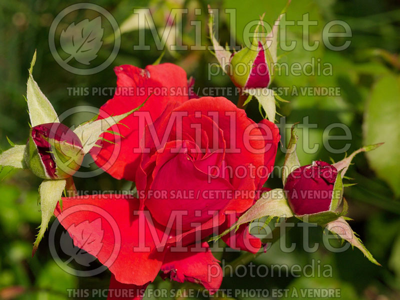 Rosa Fragrant Cloud (Hybrid Tea Rose) 2