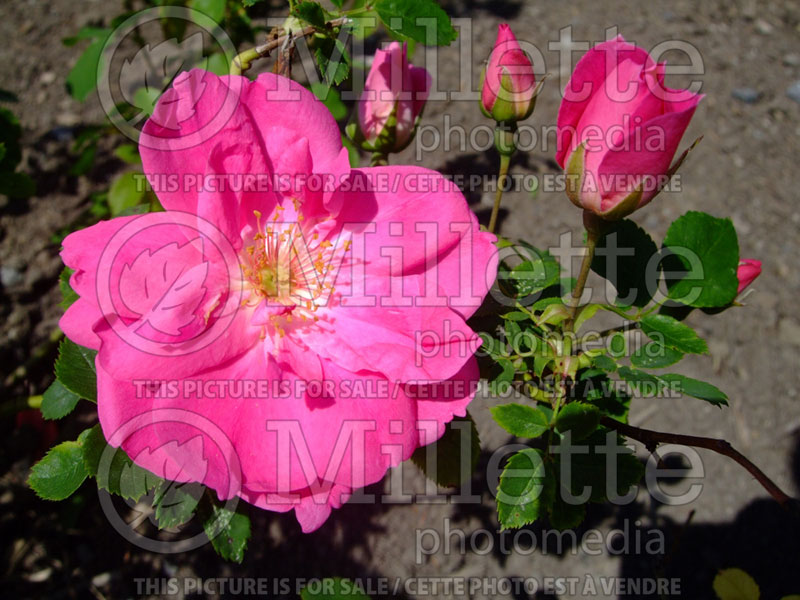 Rosa Frontenac (Shrub Rose) 5 