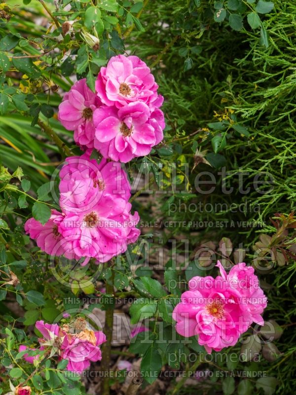 Rosa Frontenac (Shrub Rose) 10 