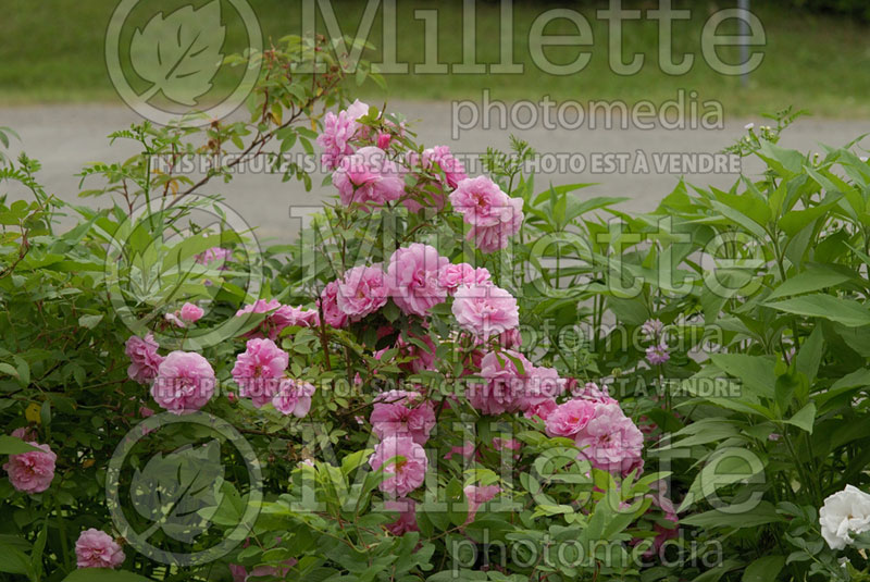 Rosa Frontenac (Shrub Rose) 6 