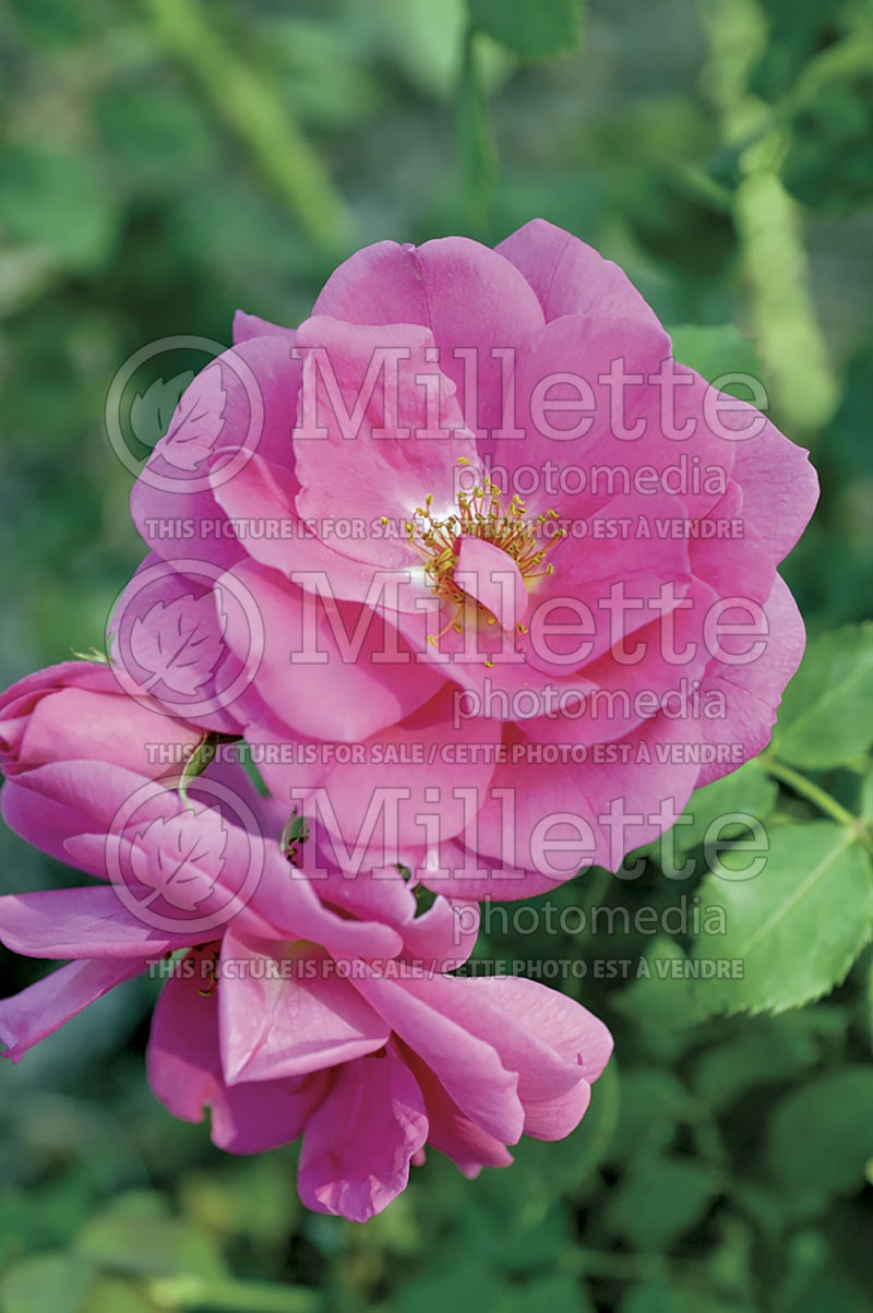 Rosa Frontenac (Shrub Rose) 8 