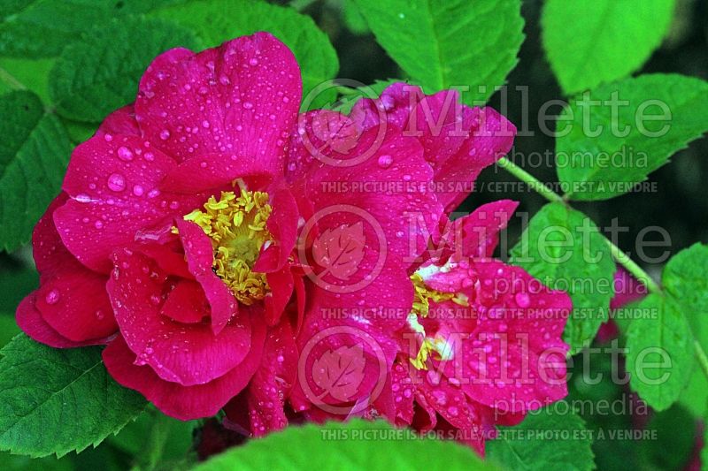 Rosa Officinalis (Shrub rose) 1