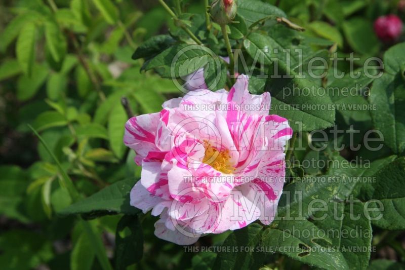 Rosa Versicolor (French rose) 1 