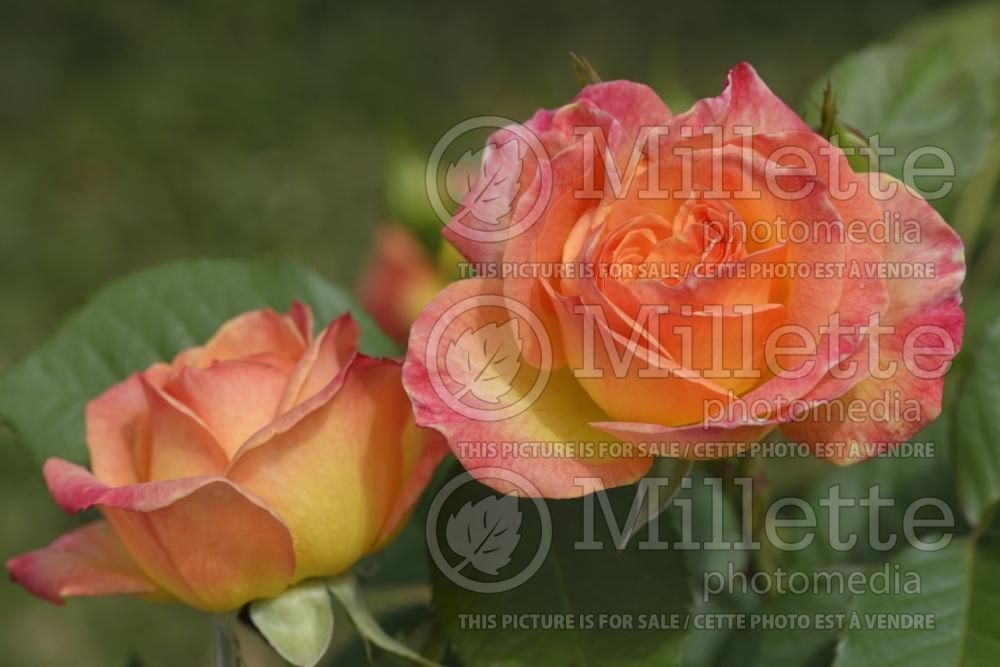 Rosa Gartenspass (floribunda Rose) 1