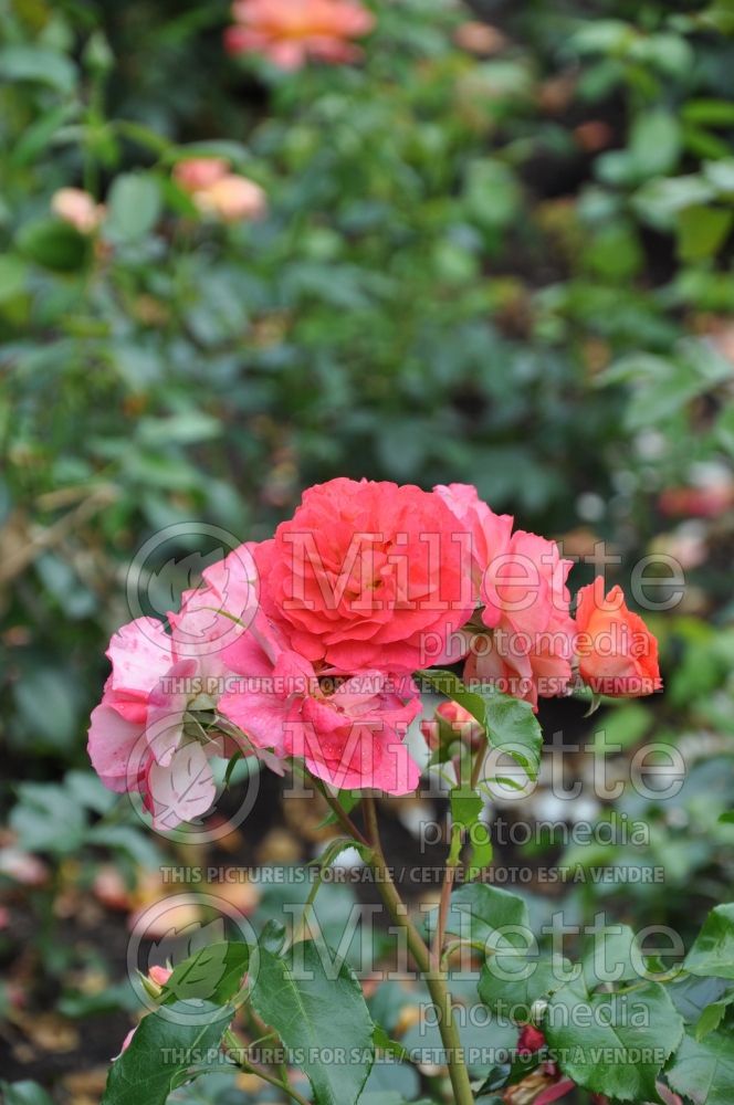 Rosa Gebruder Grimm (floribunda Rose) 1 