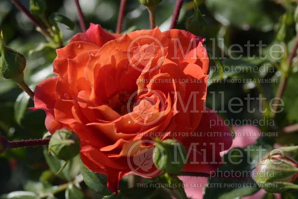 Rosa Gebruder Grimm (floribunda Rose) 3