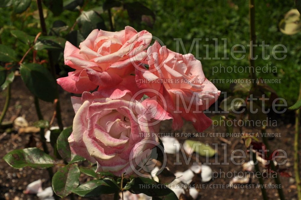 Rosa Gemini (Hybrid tea Rose) 1