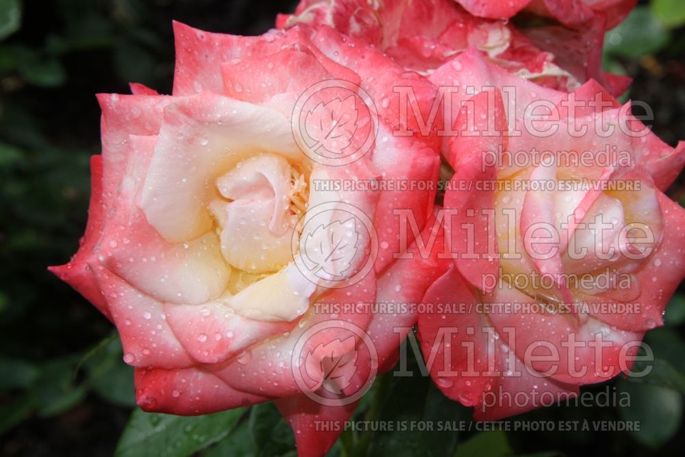 Rosa Gemini (Hybrid tea Rose) 6