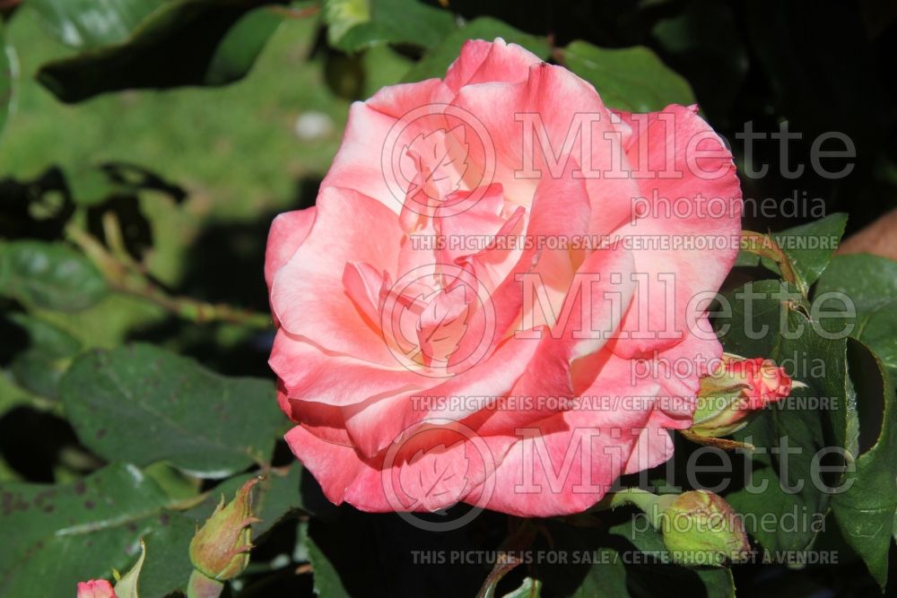 Rosa Gemini (Hybrid tea Rose) 2