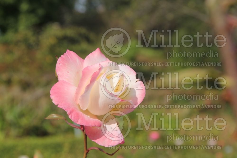 Rosa Gemini (Hybrid tea Rose) 3