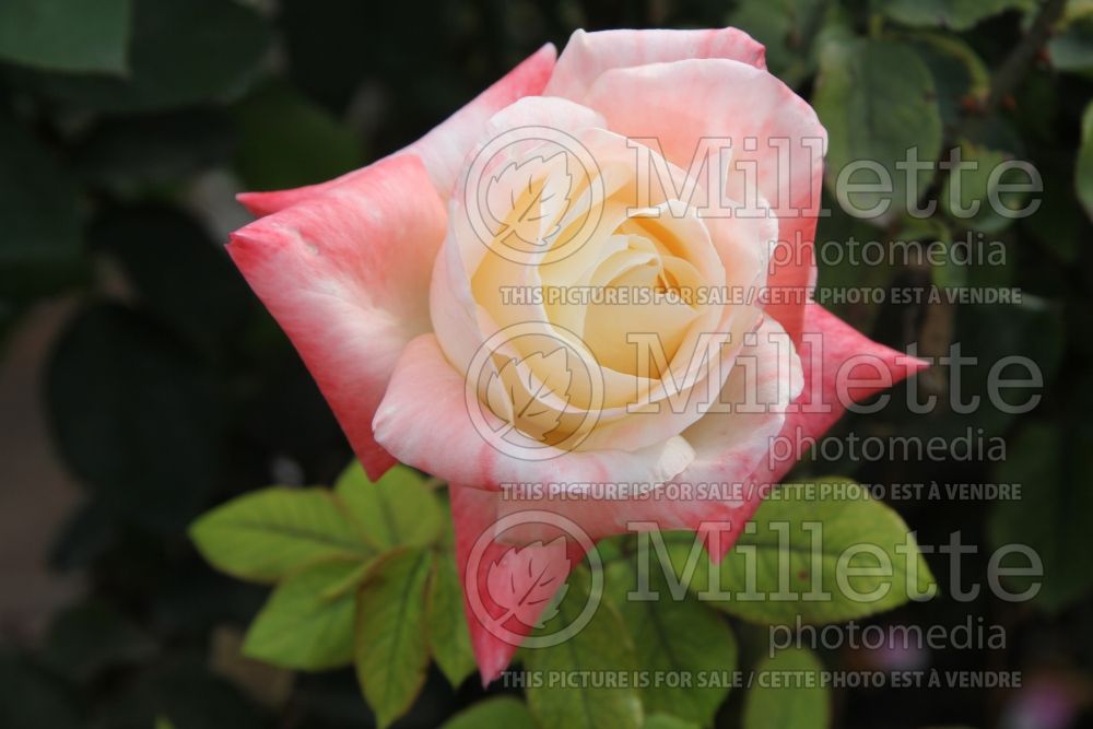 Rosa Gemini (Hybrid tea Rose) 11