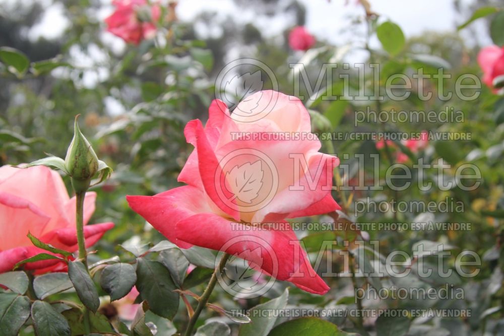 Rosa Gemini (Hybrid tea Rose) 12