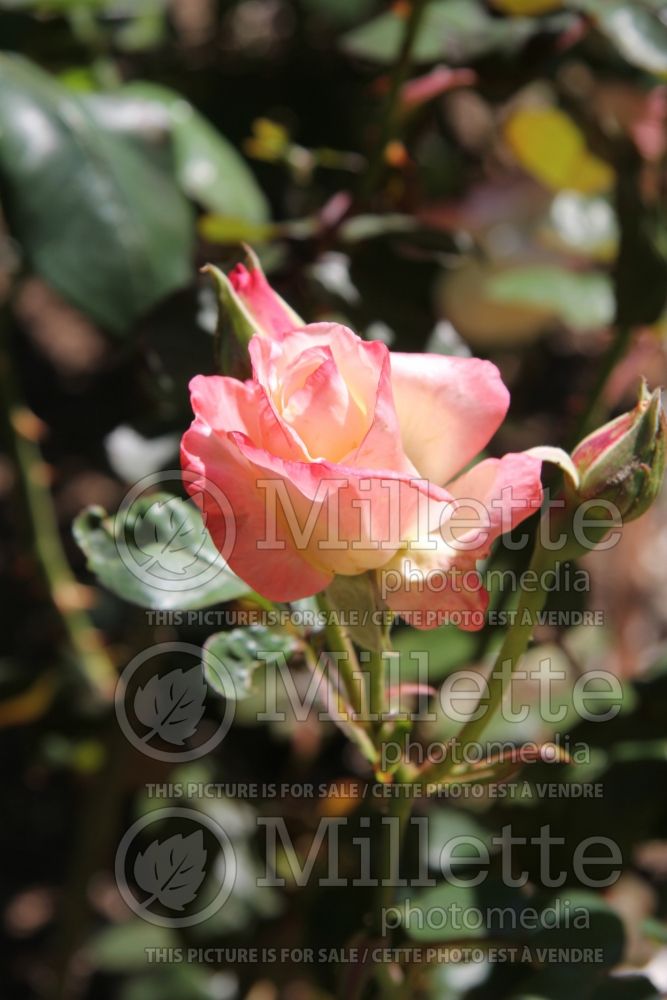 Rosa Gemini (Hybrid tea Rose) 5