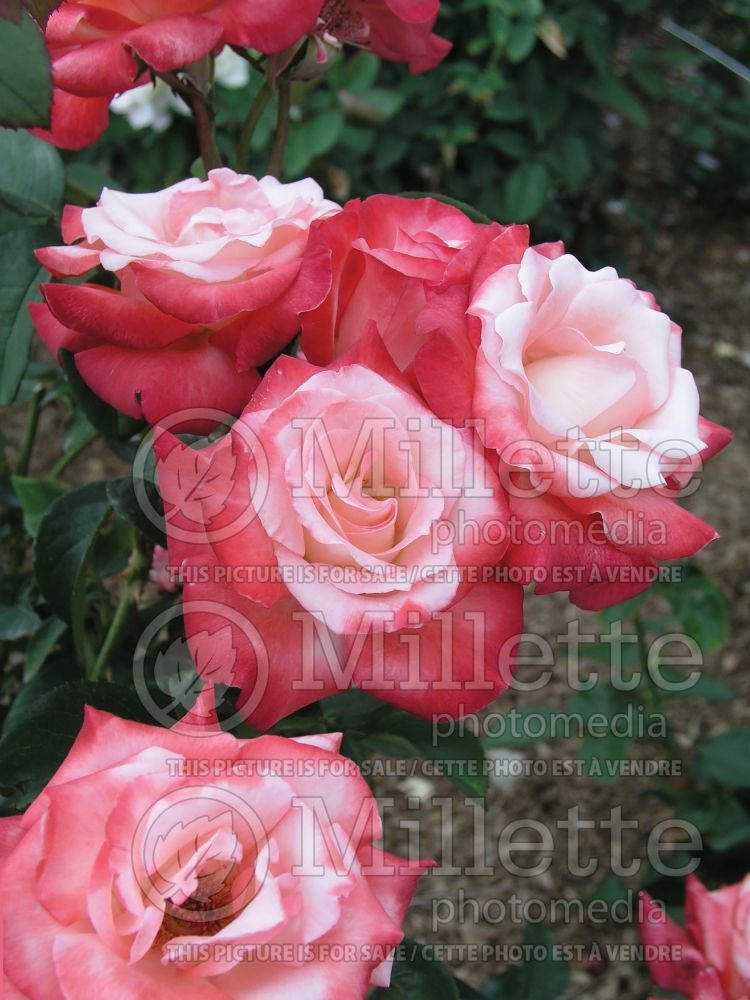 Rosa Gemini (Hybrid tea Rose) 9