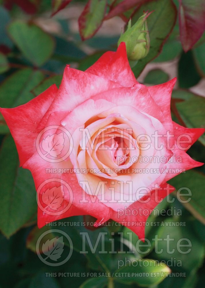 Rosa Gemini (Hybrid tea Rose) 10