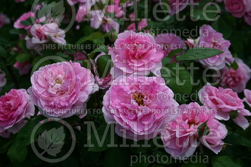 Rosa Gertrude Jekyll (Shrub Rose)  1