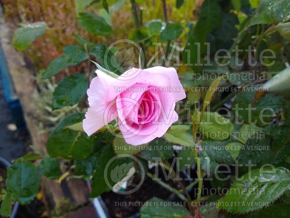 Rosa Gertrude Jekyll (Shrub Rose) 5 