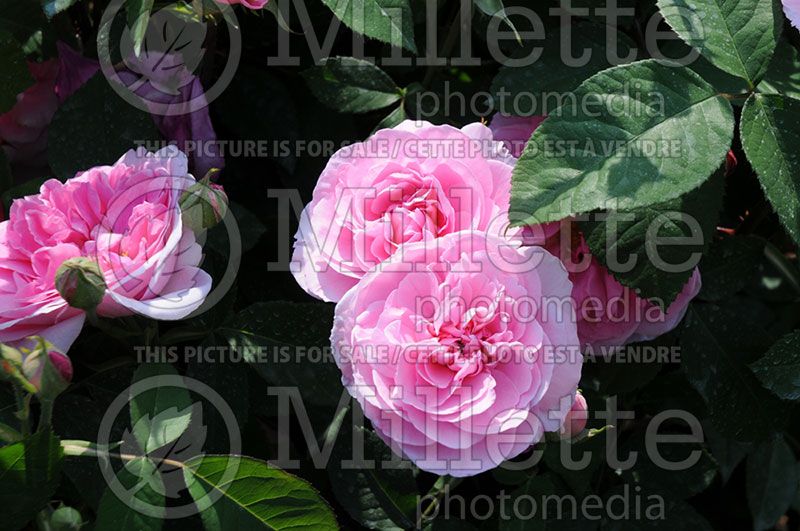 Rosa Gertrude Jekyll (Shrub Rose)  3