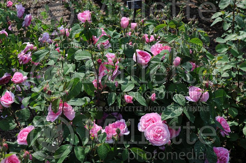 Rosa Gertrude Jekyll (Shrub Rose)  2