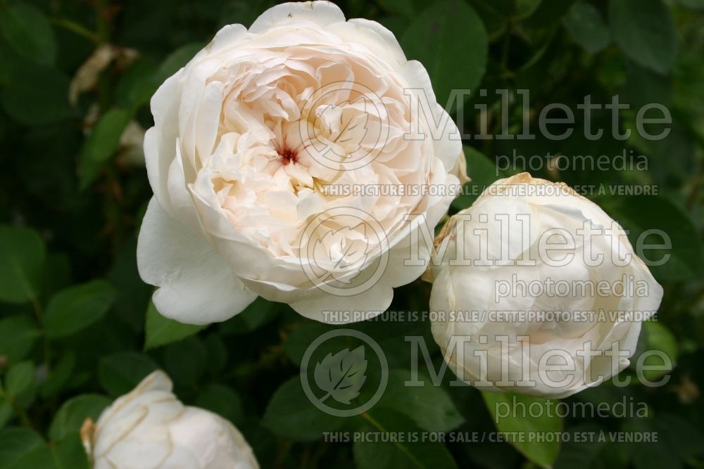 Rosa Glamis Castle (Shrub) 1