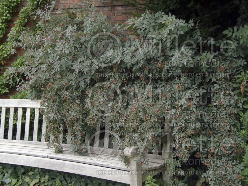 Rosa glauca ou rubrifolia (Red-leaved Rose) 6 