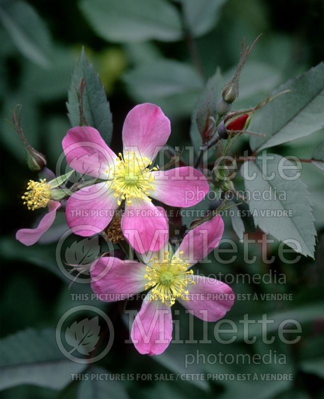 Rosa glauca ou rubrifolia (Red-leaved Rose) 5 