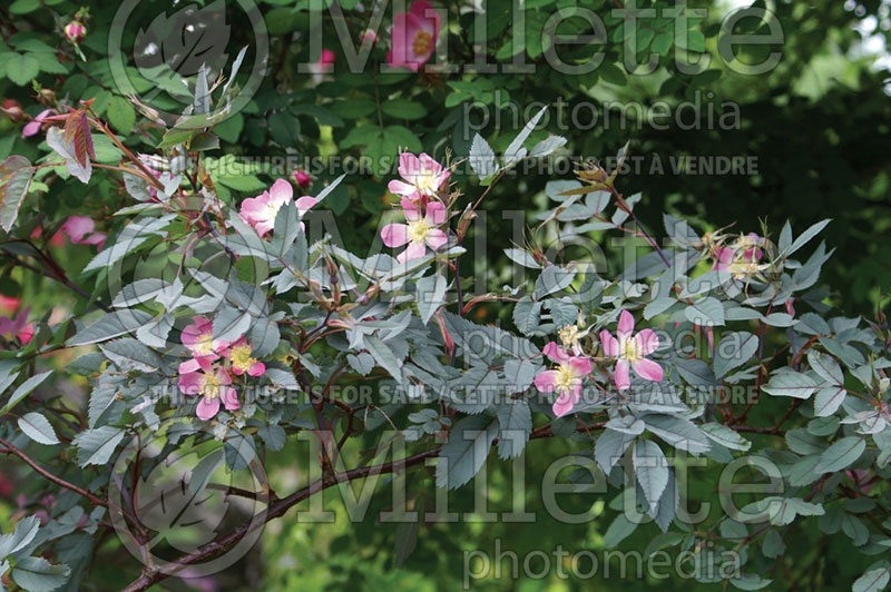 Rosa rubrifolia ou glauca (Red-leaved Rose) 1 