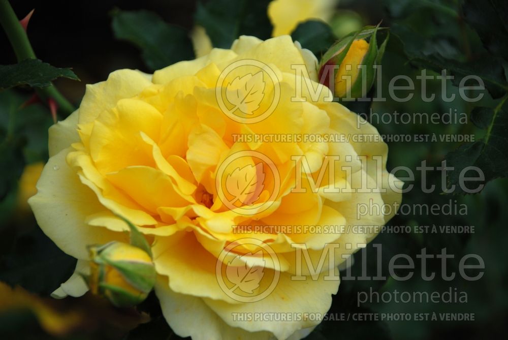 Rosa Gold Badge (climbing Rose) 1