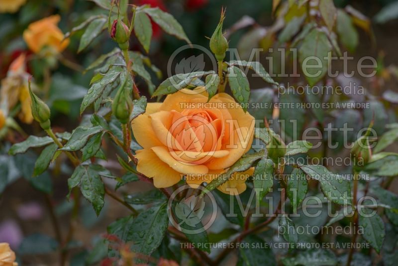 Rosa Golden Beauty (rose) 1 