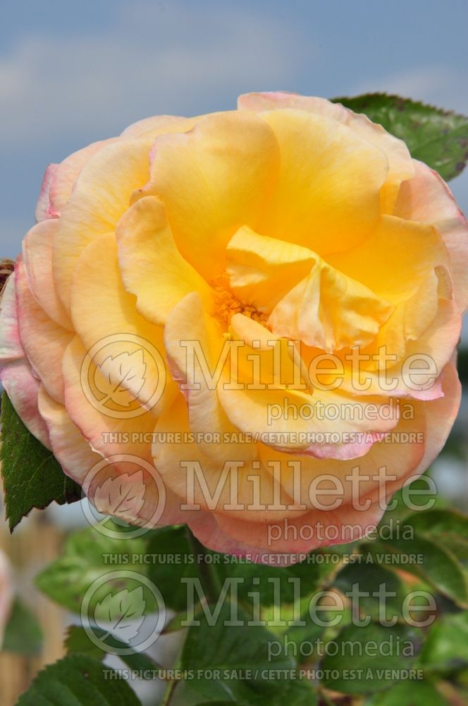 Rosa Golden Glory (Climbing Rose) 2 