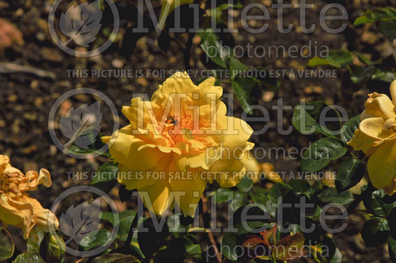 Rosa Golden Scepter (Hybrid tea Rose) 1 