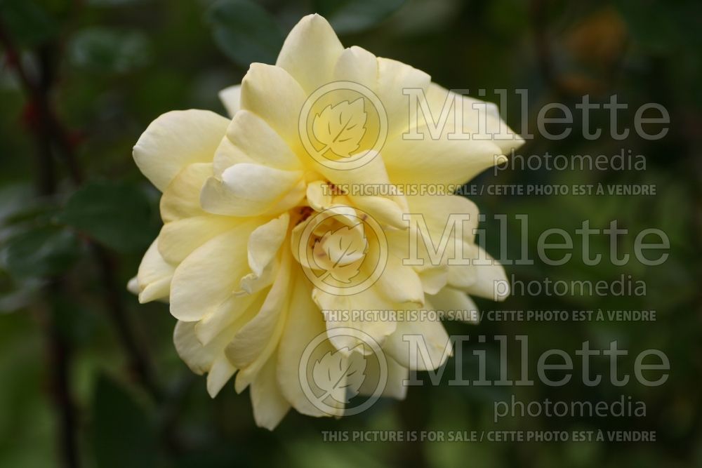 Rosa Golden Showers (climbing Rose) 2