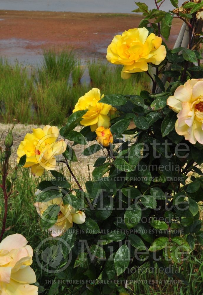 Rosa Golden Showers (climbing Rose) 4