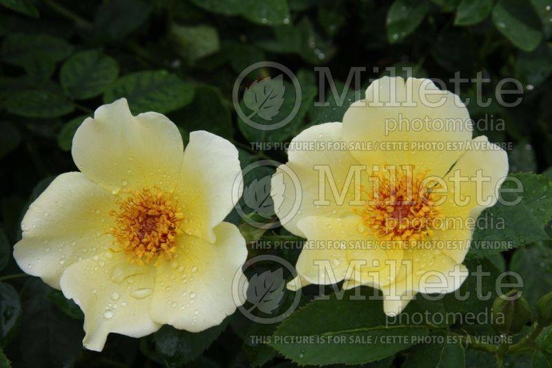 Rosa Golden Wings (Shrub rose)  5