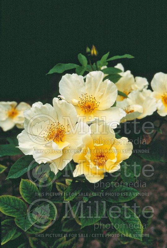 Rosa Golden Wings (Shrub rose)  4