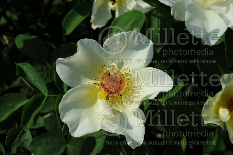 Rosa Golden Wings (Shrub rose)  2