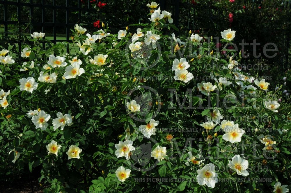 Rosa Golden Wings (Shrub rose)  3