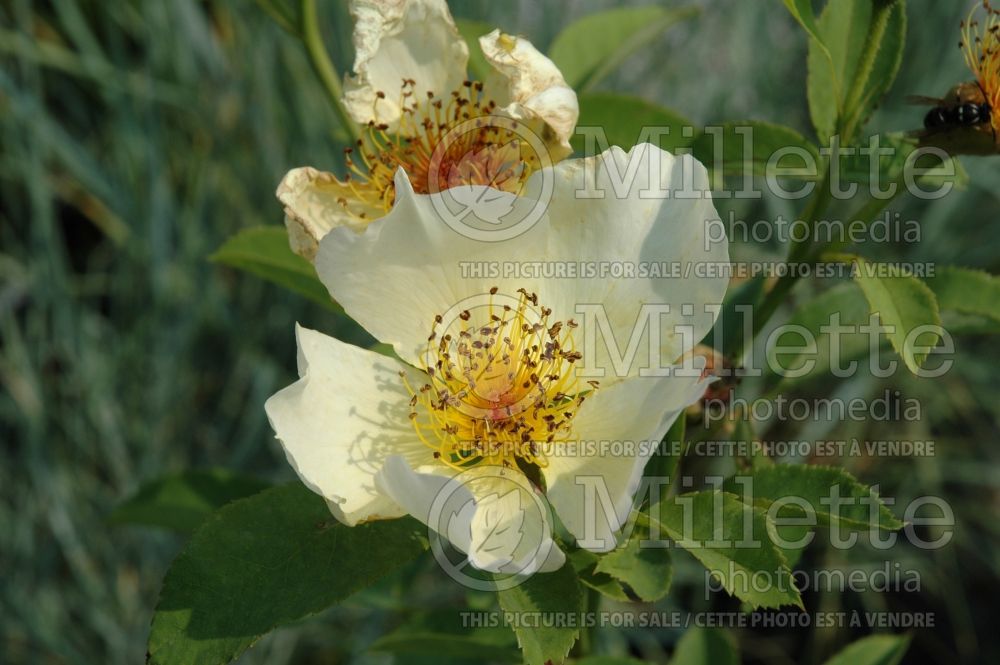 Rosa Golden Wings (Shrub rose)  1