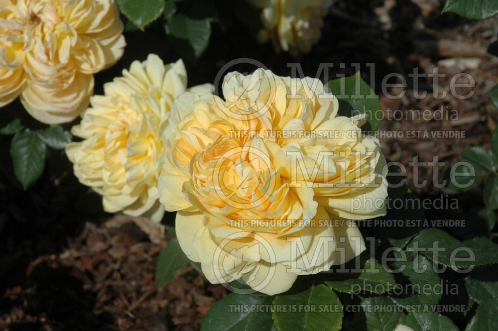 Rosa Golden Zest (Shrub Rose)  1