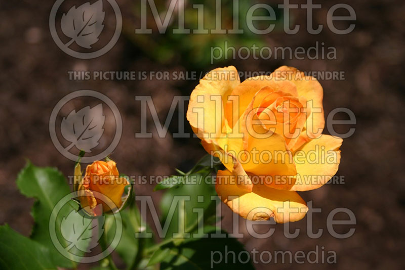 Rosa Gold Medal (Grandiflora Rose) 1