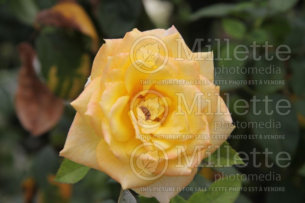 Rosa Gold Medal (Grandiflora Rose) 2