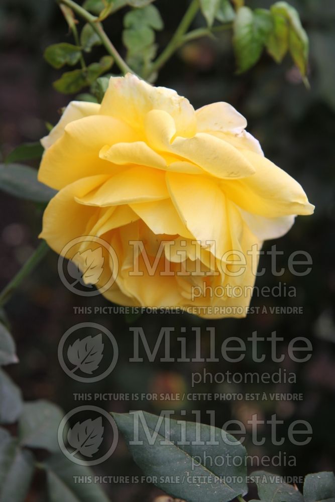 Rosa Gold Medal (Grandiflora Rose) 3