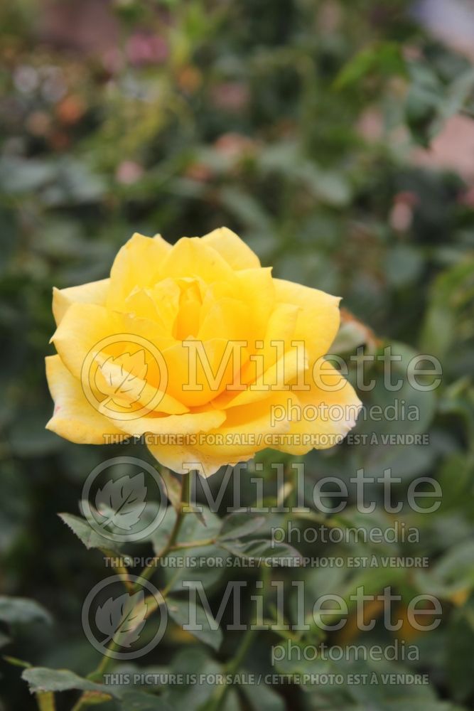 Rosa Gold Medal (Grandiflora Rose) 4