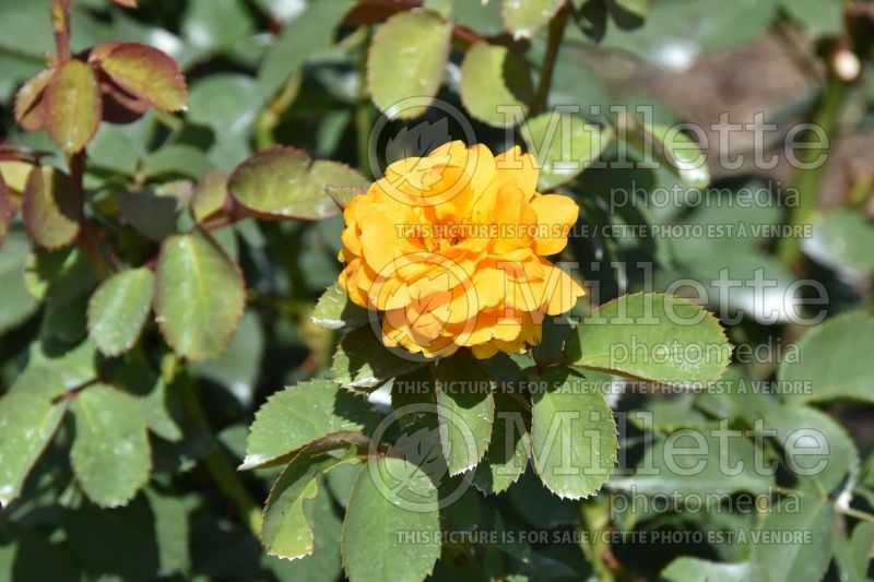 Rosa Good as Gold (Hybrid Tea Rose) 1 